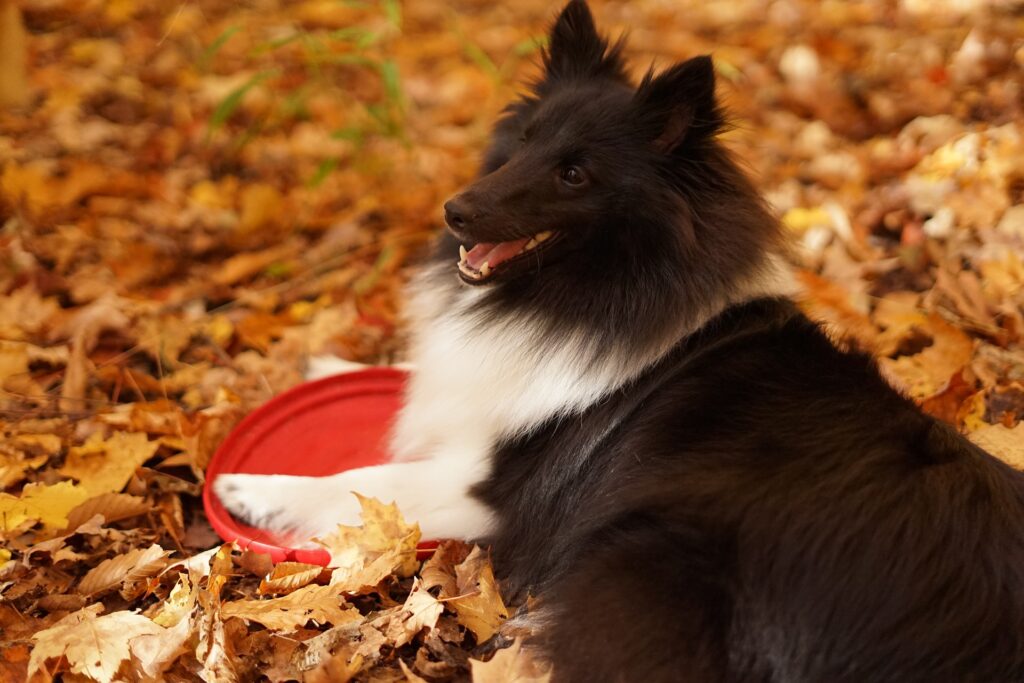 Nutritionniste spécialiste de lu0027alimentation du chien et du chat